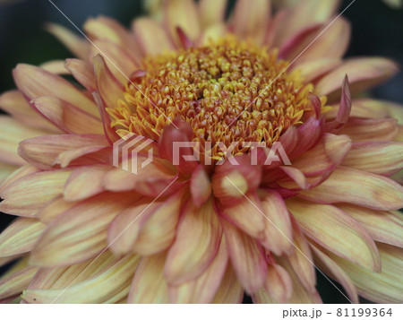 菊 81199364