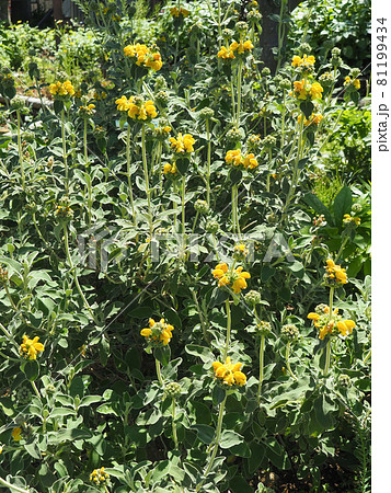 東京・足立区都市農業公園で栽培のエルサレムセージ 81199434