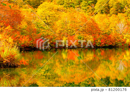 鎌池の紅葉 鎌池の紅葉 81200176