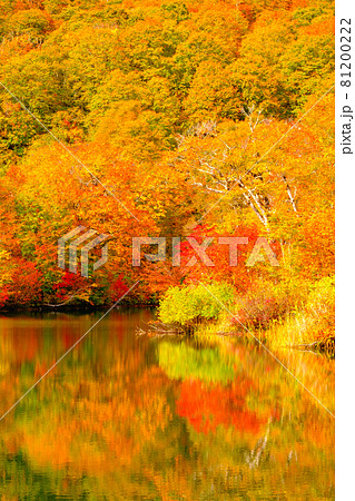 鎌池の紅葉 鎌池の紅葉 81200222