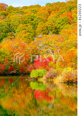 鎌池の紅葉 鎌池の紅葉 81200223