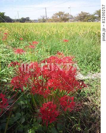 実りと曼殊沙華 81200257