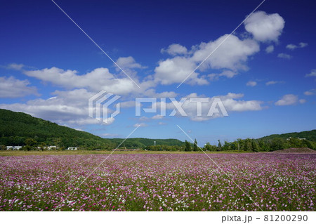 青空とコスモス畑 青空とコスモス畑 81200290