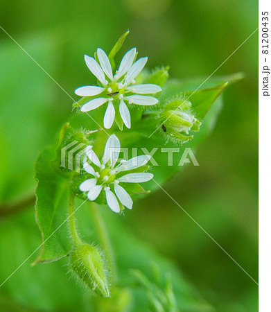 荒川河川敷に咲くウシハコベ 81200435