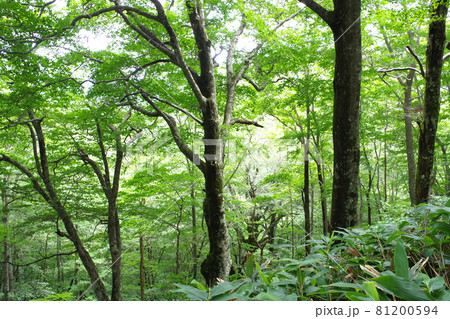 ひろしま県民の森のブナ林の景色 81200594