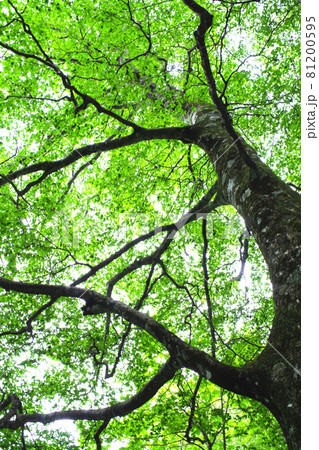 ひろしま県民の森のブナ林の景色 81200595