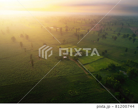 arial view of rice fields and sugarcane fields. 81200744