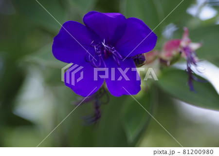 紫色のシコンノボタンの花が咲いています。学名はTibouchina urvilleanaです。 紫色のシコンノボタンの花が咲いています。学名はTibouchina urvilleanaです。 81200980