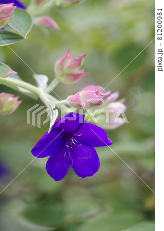 紫色のシコンノボタンの花が咲いています。学名はTibouchina urvilleanaです。 81200981