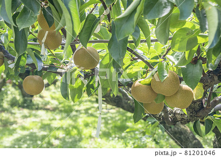 なし狩り 梨園 梨 なし狩り 梨園 梨 81201046