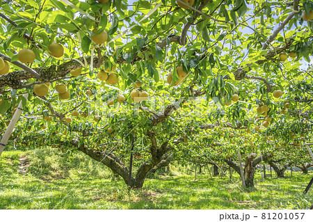 なし狩り　梨園　梨 81201057