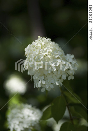 紫陽花園にノリウツギの白い花が咲いています。学名はHydrangea paniculataです。 81201091