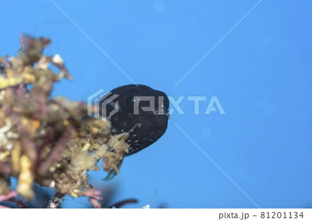 フグ　サザナミフグ　サザナミフグ幼魚 81201134