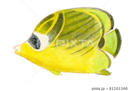 水彩画 黄色のチョウチョウウオのイラスト素材