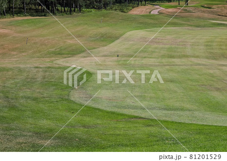 Green grass on a golf course on a forest background 81201529