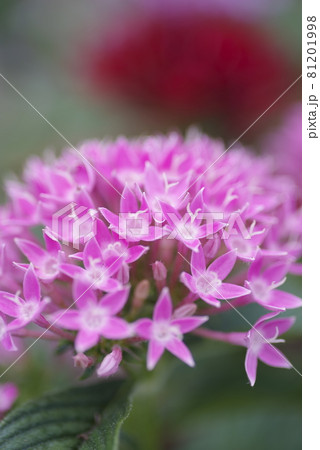 公園の花壇にピンク色のペンタスの花が咲いています 学名はpentas Lanceolataです の写真素材