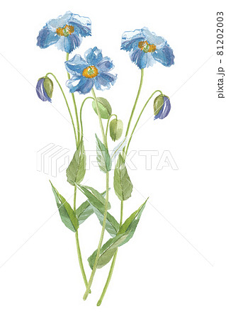 青いケシの花　3本 81202003