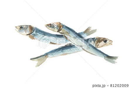 煮干し ウルメ 3匹 煮干し ウルメ 3匹 81202009