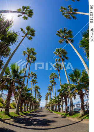 逗子マリーナヤシの木通り 逗子マリーナヤシの木通り 81202460