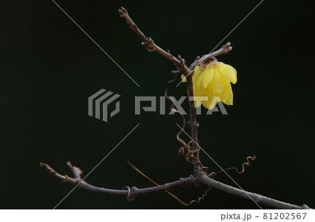 蠟梅 蠟梅 81202567