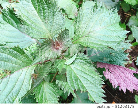 横浜産 無農薬栽培の紫蘇 81203178