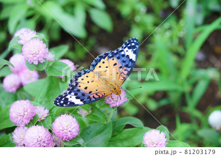 ツマグロヒョウモンのメス 81203179