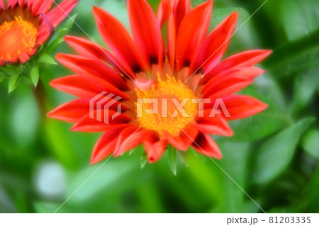 ガザニア ガザニア 81203335