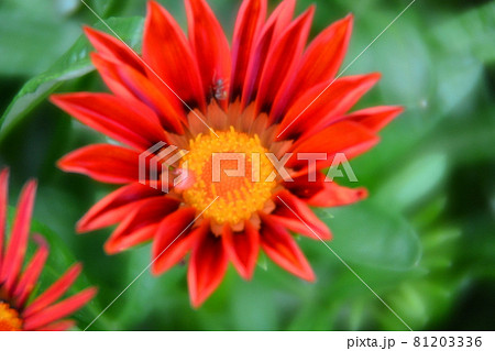 ガザニア 81203336