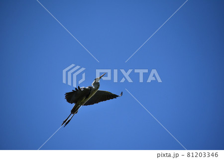 アオサギ 81203346