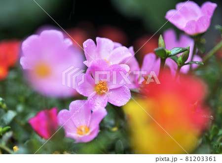 ポーチュラカ ポーチュラカ 81203361