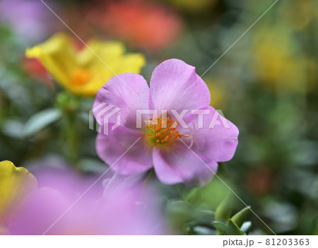 ポーチュラカ ポーチュラカ 81203363