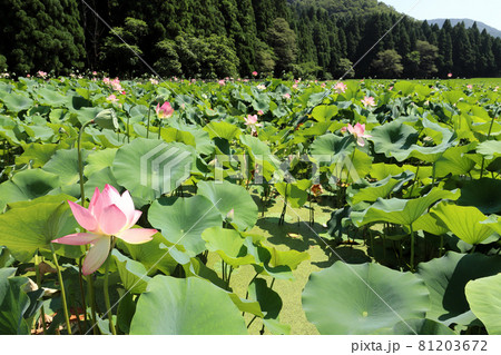 花はす公園（福井県 南越前町） 81203672
