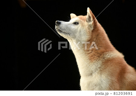 柴犬のシンプルなスタジオポートレート 81203691
