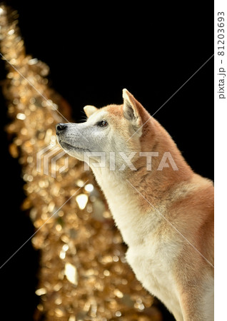 柴犬のシンプルなスタジオポートレート 81203693