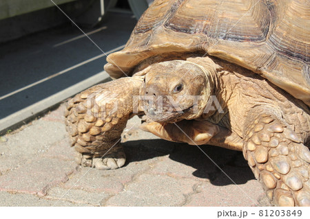 マザー牧場（千葉）の可愛いリクガメさん 81203849