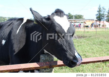 マザー牧場（千葉）の可愛いウシさん 81203850