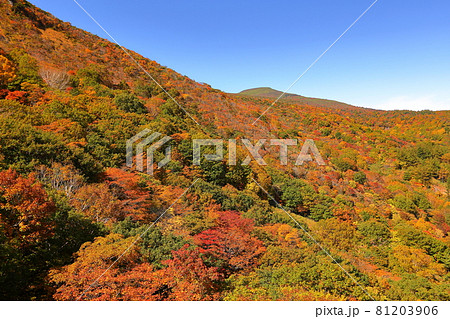 福島県二本松市奥岳温泉　あだたら山ロープウェイからの安達太良山の紅葉 81203906