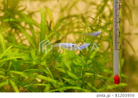 メダカ 稚魚 メダカ 稚魚 81203950