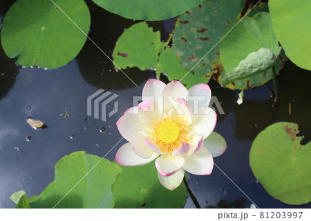 上から見た池に咲く開いた蓮の花の写真素材 [81203997] - PIXTA