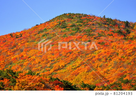福島県二本松市奥岳温泉 薬師岳パノラマパークからの安達太良山の紅葉 福島県二本松市奥岳温泉 薬師岳パノラマパークからの安達太良山の紅葉 81204193