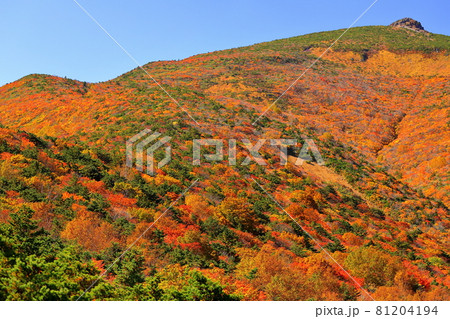 福島県二本松市奥岳温泉　薬師岳パノラマパークからの安達太良山の紅葉 81204194