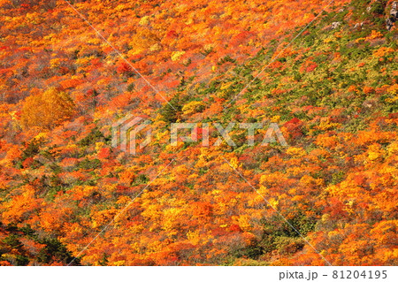 福島県二本松市奥岳温泉　薬師岳パノラマパークからの安達太良山の紅葉 81204195