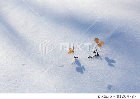 冬のトレッキング 冬のトレッキング 81204737