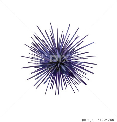 Watercolor illustration of fire sea urchin isolated on white background. 81204766