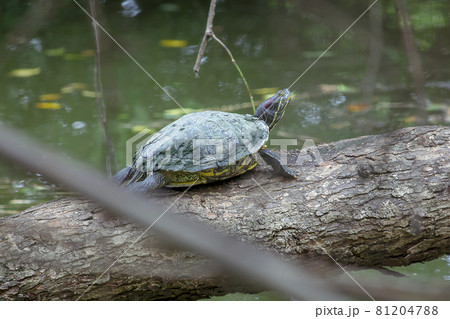 A small turtle sits on a log in a pond. The carapace is green, but it is darker and is commonly found in freshwater sources. A small turtle sits on a log in a pond. The carapace is green, but it is darker and is commonly found in freshwater sources. 81204788