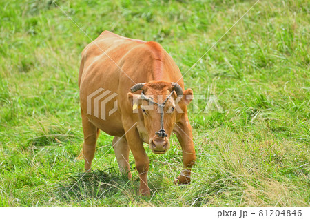 阿蘇のあか牛 81204846