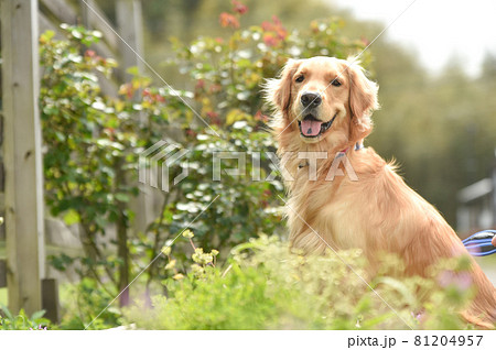 自然の中でくつろぐゴールデンレトリバー 81204957
