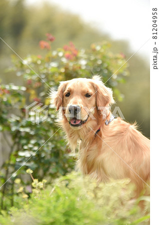 自然の中でくつろぐゴールデンレトリバー 81204958