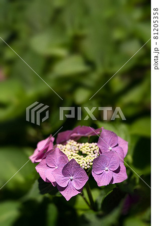 ピンク色のロットケルヘンのクローズアップ ピンク色のロットケルヘンのクローズアップ 81205358