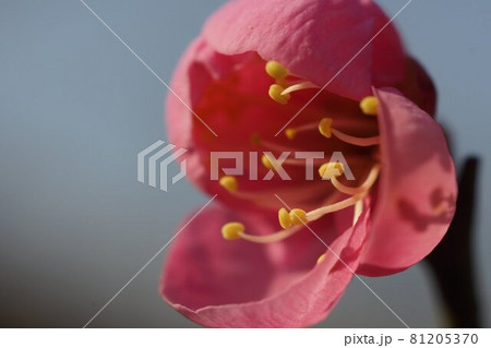 梅の花 81205370